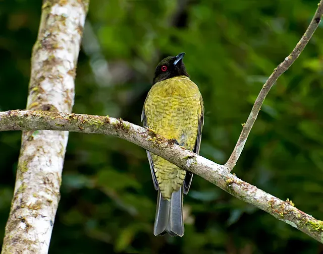 File:Carpornis melanocephala.jpg