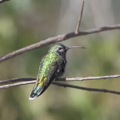File:Polytmus guainumbi-White-tailed Goldenthroat.jpg