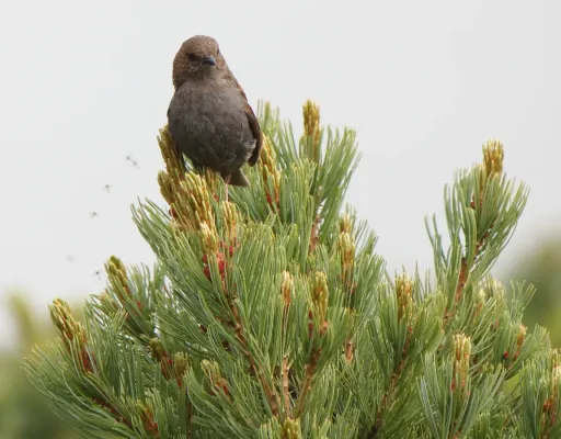 File:Prunella rubida on Pinus pumila.jpg