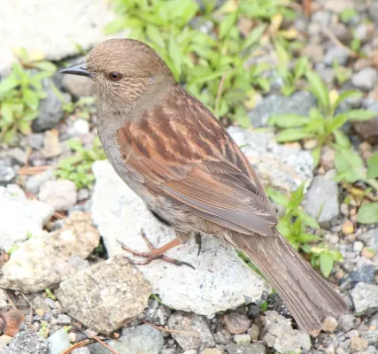 File:Prunella rubida in Mount Norikura s2.JPG