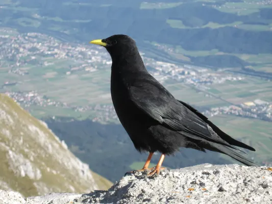 File:Pyrrhocorax-graculus-0016-a.jpg