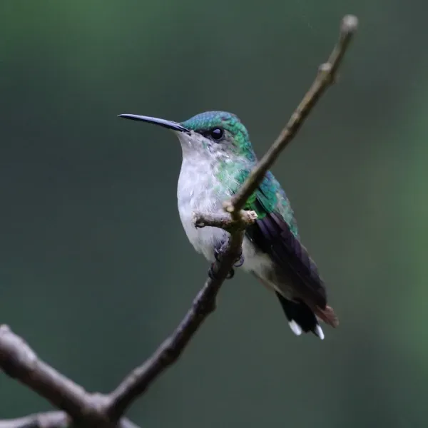 File:Thalurania glaucopis-Violet-capped Woodnymph (Female).jpg