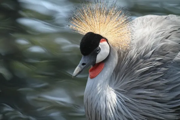 File:Austin Roberts Bird Sanctuary-010, Balearica regulorum (Grey crowned crane).jpg