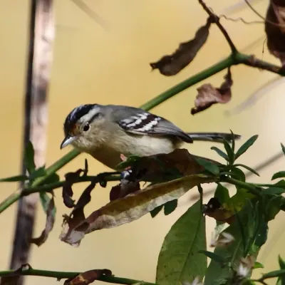 File:Herpsilochmus atricapillus-Black-capped Antwren (Female).JPG
