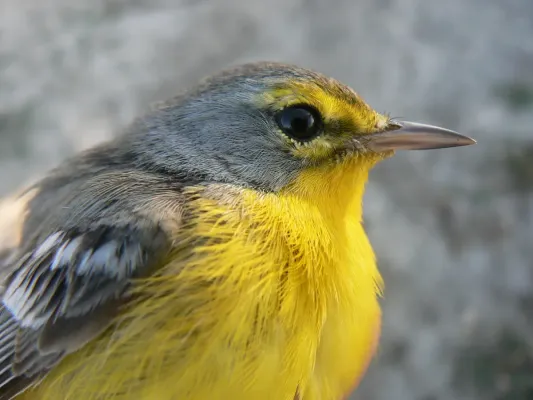 File:Setophaga subita.jpg