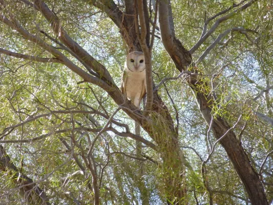 File:Tyto javanica, Angas Downs, Australia.jpg