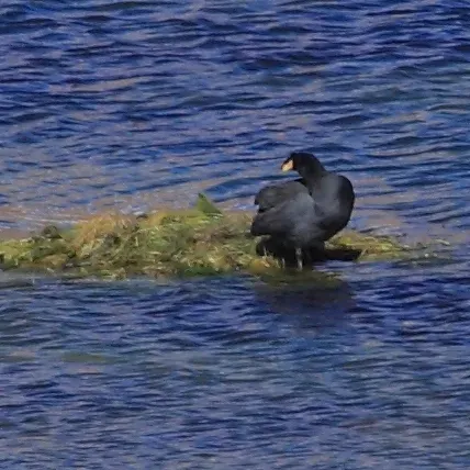 File:Tagua cornuda Horned coot (Fulica cornuta).JPG