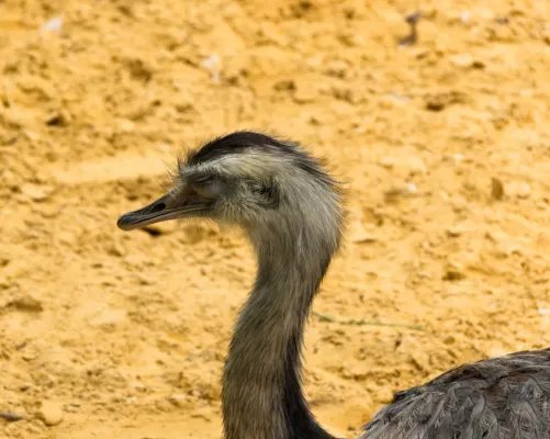 File:Nandou Rhea americana JdP Paris 22septembre2013.jpg