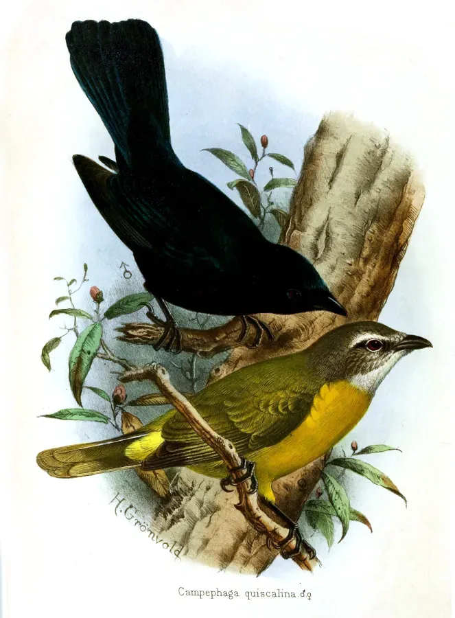 File:Campephaga quiscalina Gronvold.jpg