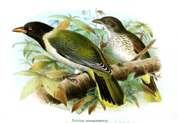 File:Oriolus crassirostris Gronvold.jpg