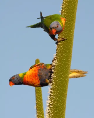 File:Trichoglossus moluccanus, flowering Xanthorrhoea.jpg