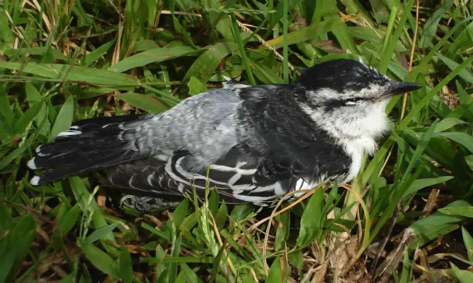 File:Lalage maculosa.jpg