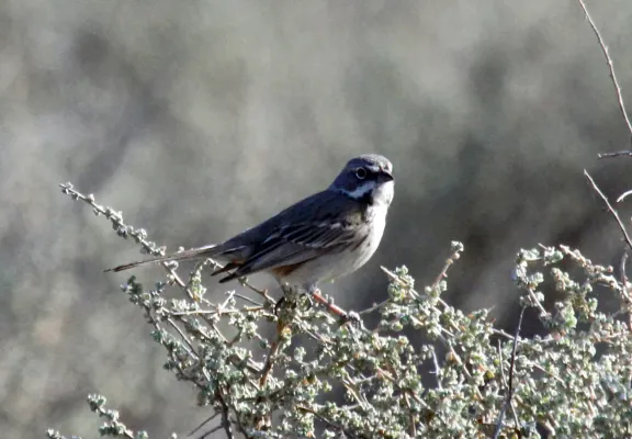 File:Artemisiospiza belli, Carrizo Plain NM.jpg