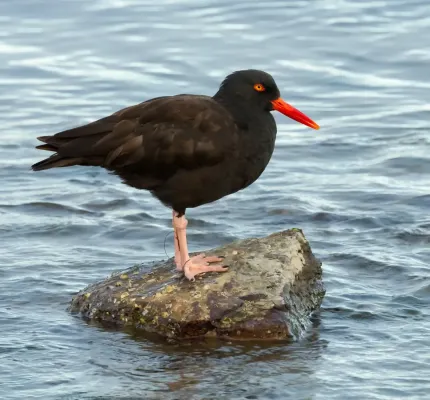File:Black Oystercatcher (Haematopus bachmani).jpg
