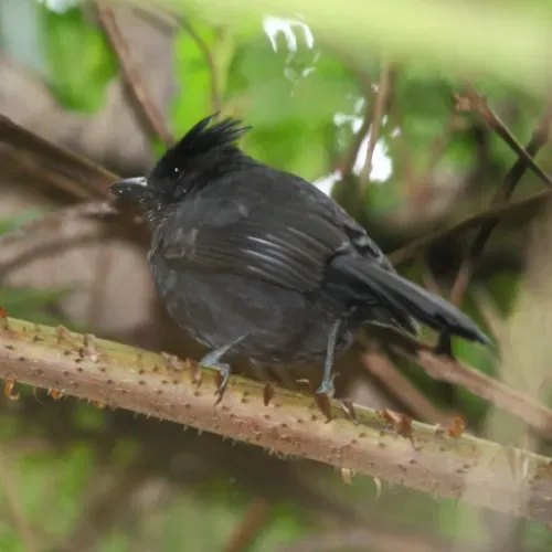 File:Mackenziaena severa - Tufted Antshrike.jpg