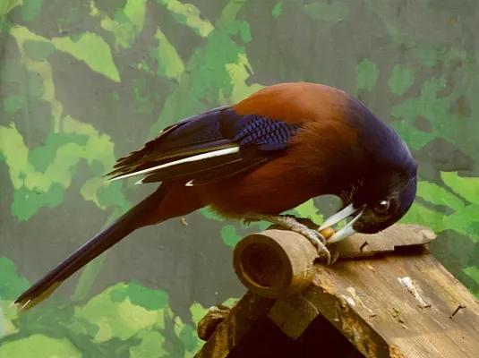 File:Garrulus lidthi Ueno 2013-10-06.jpg
