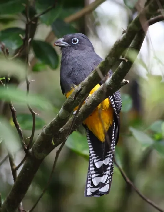 File:Trogon viridis - White-tailed Trogon (female).jpg