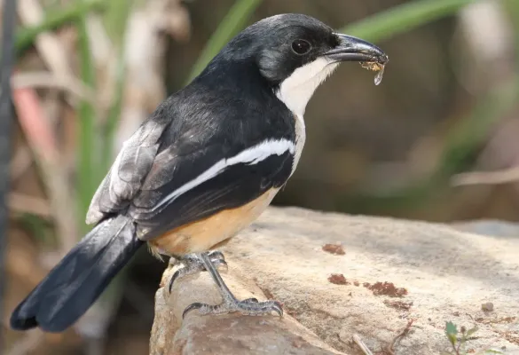 File:Southern Boubou (Laniarius ferrugineus).jpg
