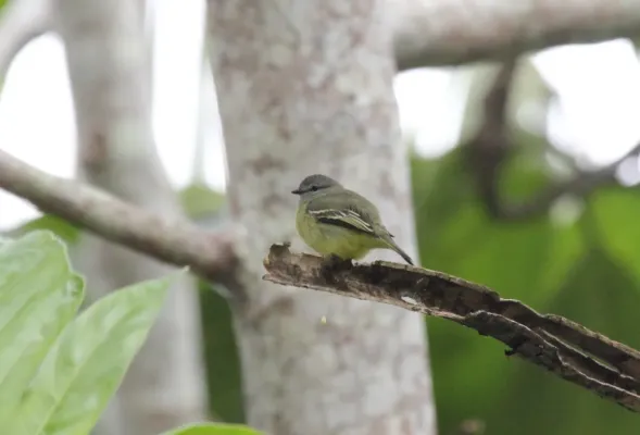 File:Yellow-crowned Tyrannulet (Tyrannulus elatus).jpg