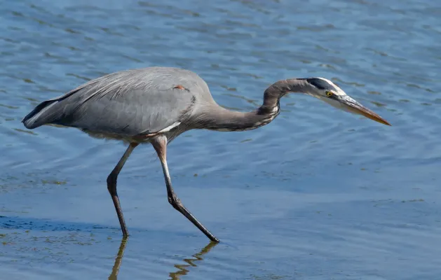 File:Great Blue Heron (Ardea herodias), hunting.jpg