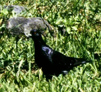 File:Ducula-galeata.jpg