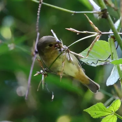 File:Sporophila falcirostris - Temminck's Seedeater (female).JPG