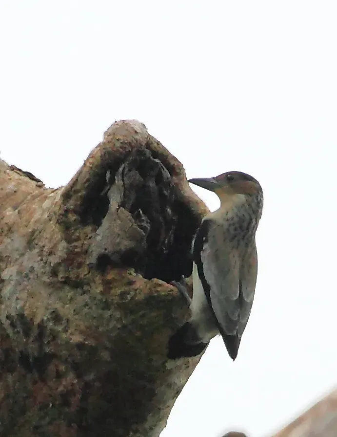 File:Tityra inquisitor - Black-crowned Tityra (female).JPG