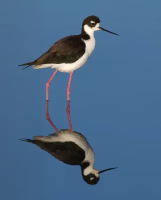 File:Black-necked Stilt (Himantopus mexicanus), Corte Madera.jpg