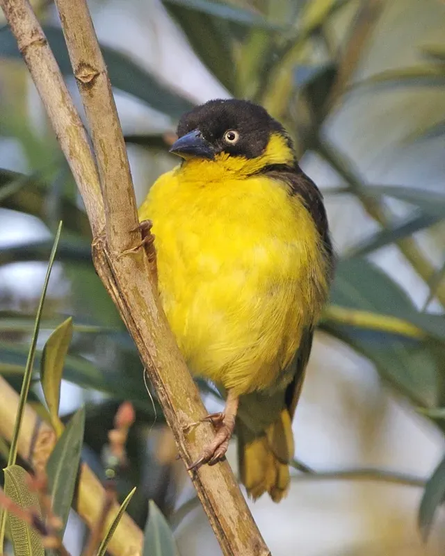 File:Baglafecht Weaver (Ploceus baglafecht).jpg