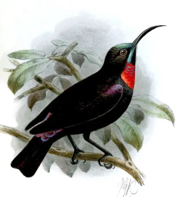 File:Chalcomitra hunteri Proceedingsofgen89zool 0491a.jpg