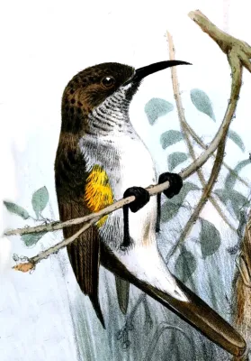 File:Chalcomitra balfouri Proceedingsofgen81zool 0245a.jpg