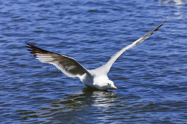 File:Larus californicus Palo Alto May 2011 001.jpg