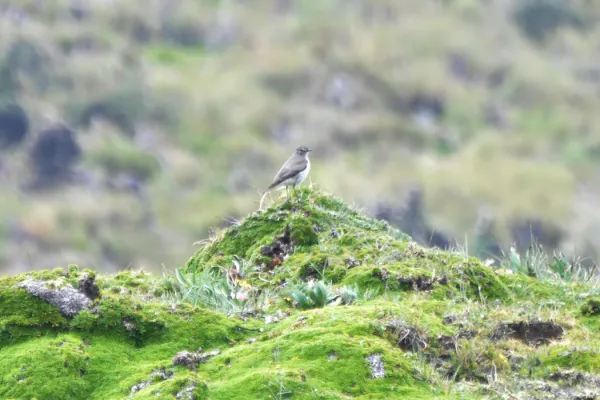 File:Muscisaxicola alpinus alpinus in Paramo Andes, Ecuador.jpg