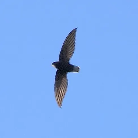File:Chaetura brachyura - Short-tailed Swift.JPG