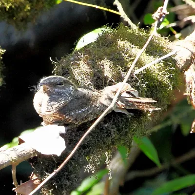 File:Hydropsalis climacocerca - Ladder-tailed Nightjar.JPG