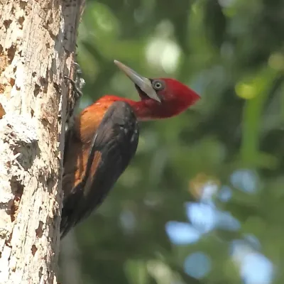 File:Campephilus rubricollis - Red-necked Woodpecker.JPG