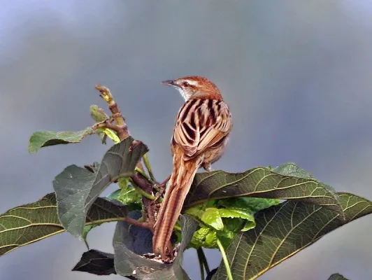 File:Striated Grassbird (Megalurus palustris) at Kolkata I IMG 2681.jpg