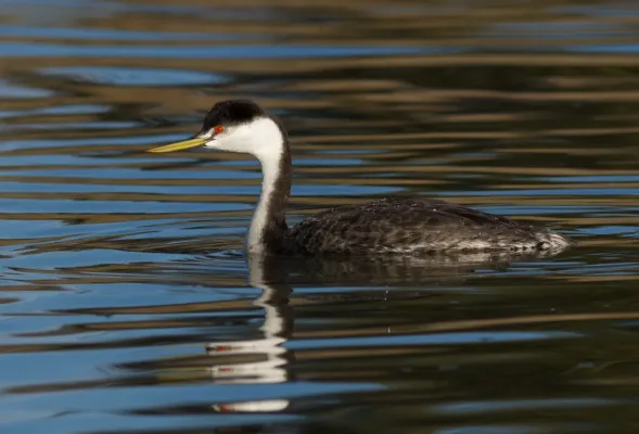File:Western Grebe (Aechmophorus occidentalis), Corte Madera, California.jpg