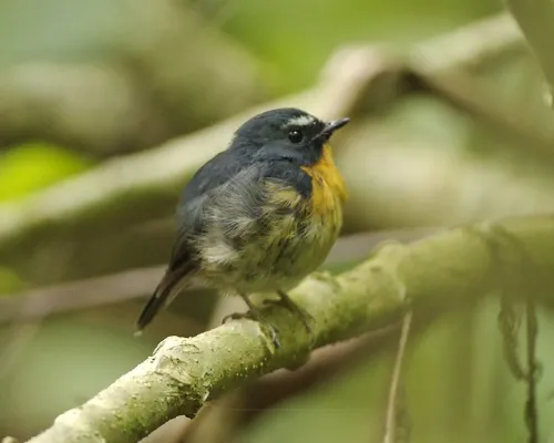 File:Snowy-browed Flycatcher (Ficedula hyperythra).jpg