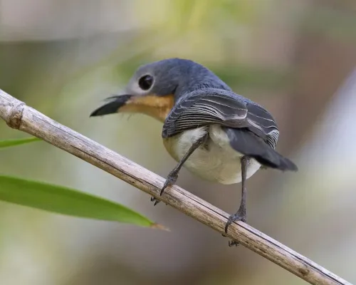 File:Broad-billed Flycatcher (Myiagra ruficollis).jpg