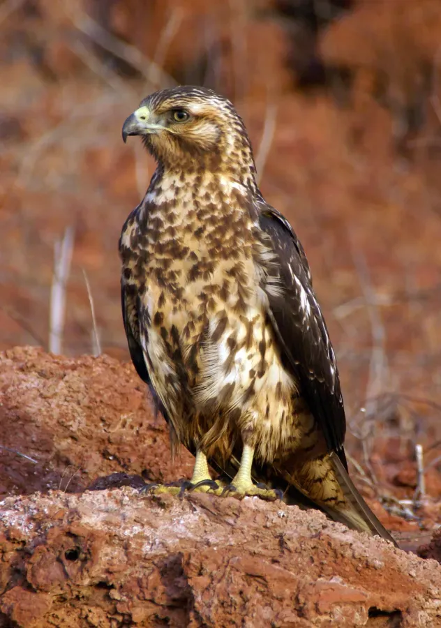 File:Buteo galapagoensis perched.jpg