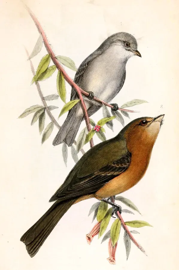 File:Camptostoma imberbe & Mitrephanes phaeocercus 1859.jpg