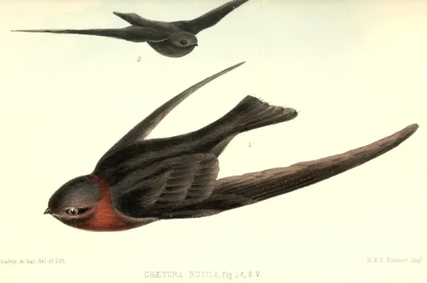 File:Streptoprocne rutila 1860.jpg