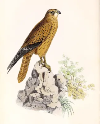 File:Falco alopex 1861.jpg