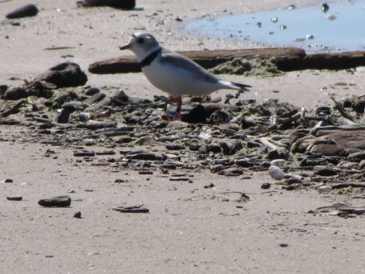File:Piping Plover Adult (Charadrius melodus) (7686098084).jpg