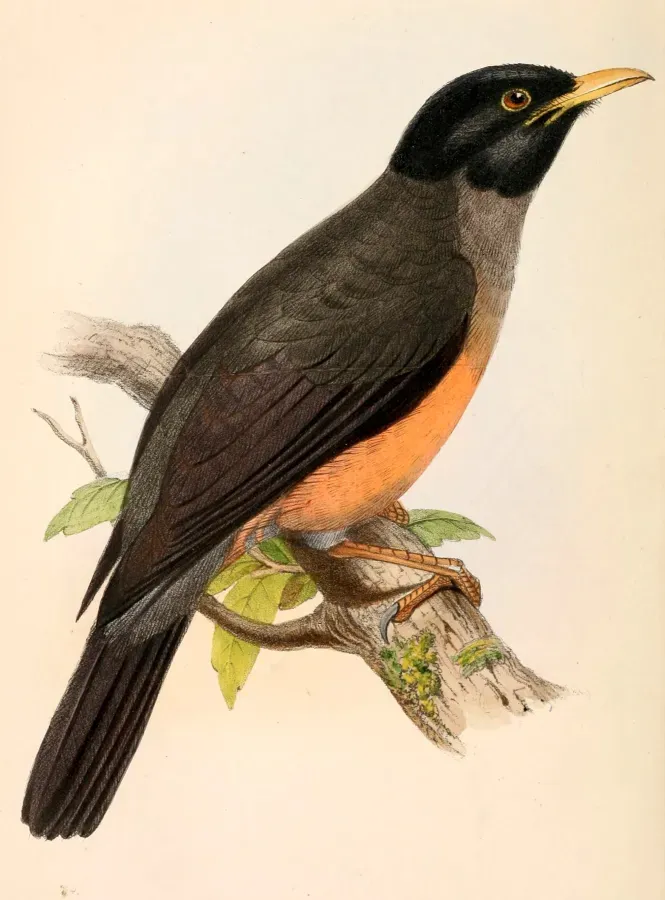 File:Turdus fulviventris 1861.jpg