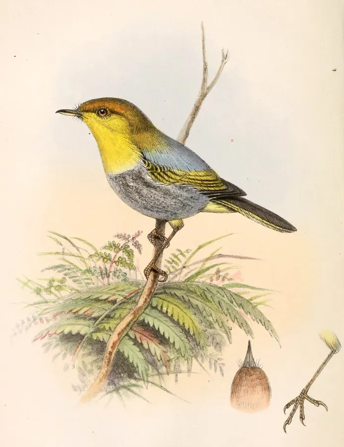 File:Phylloscopus ruficapilla ruficapilla 1862.jpg