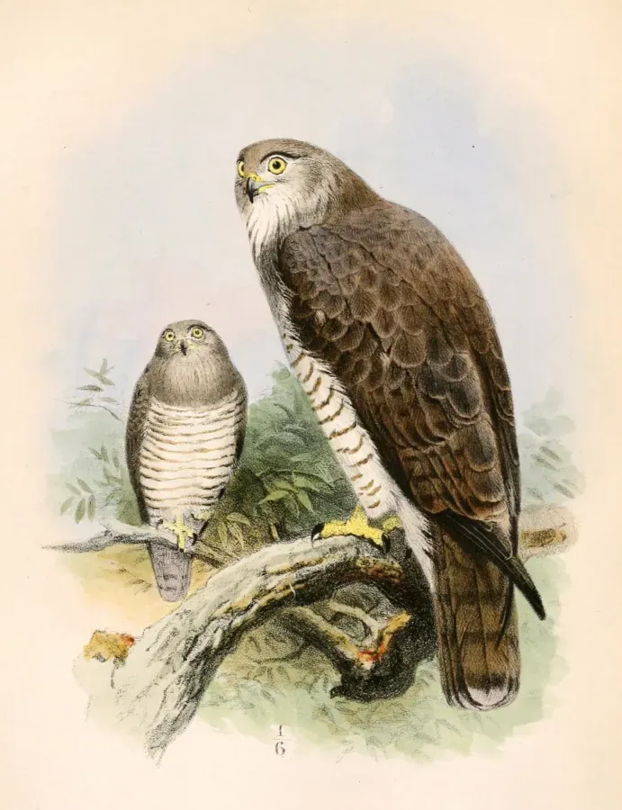 File:Circaetus beaudouini 1862.jpg