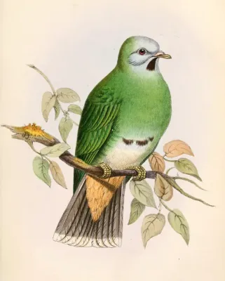 File:Ptilinopus leclancheri gironieri 1862.jpg