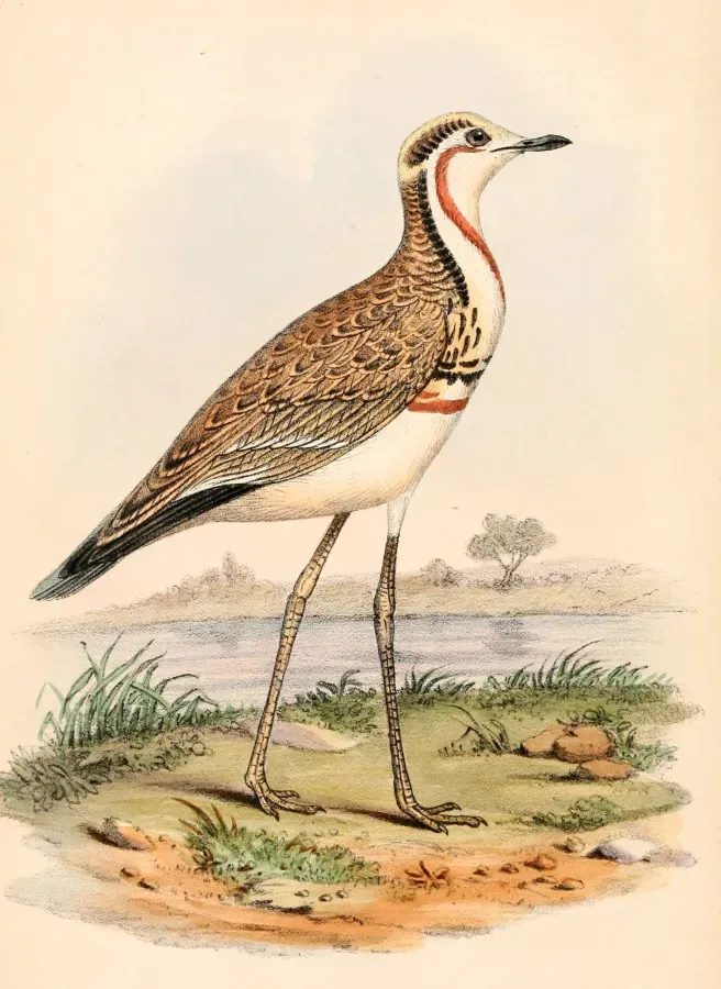 File:Rhinoptilus cinctus cinctus 1863.jpg